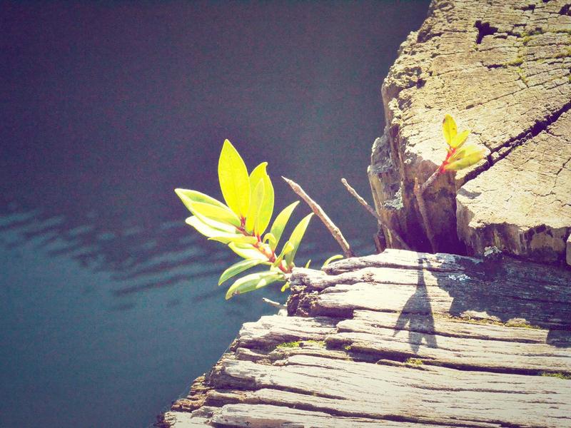 Windows 10 Pro License Key